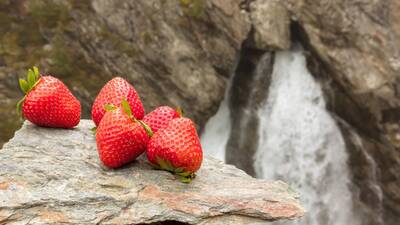 Berge Erdbeeren im Nationalpark