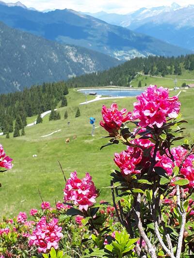 Alpenrosenblütenwoche
