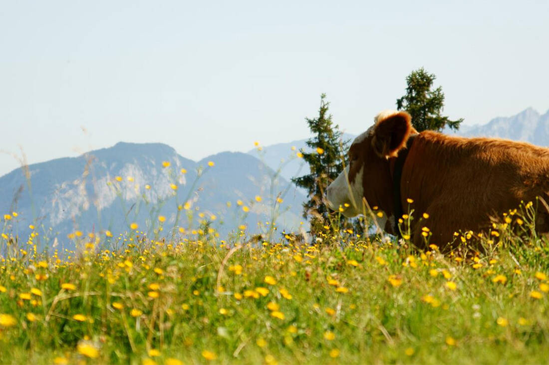 glückliche Tiroler Kuh