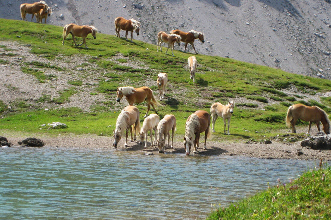 Pferde am Steinsee