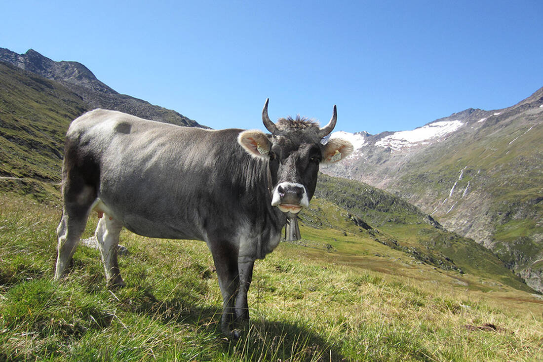 Kuh (Ötztaler Grauvieh)