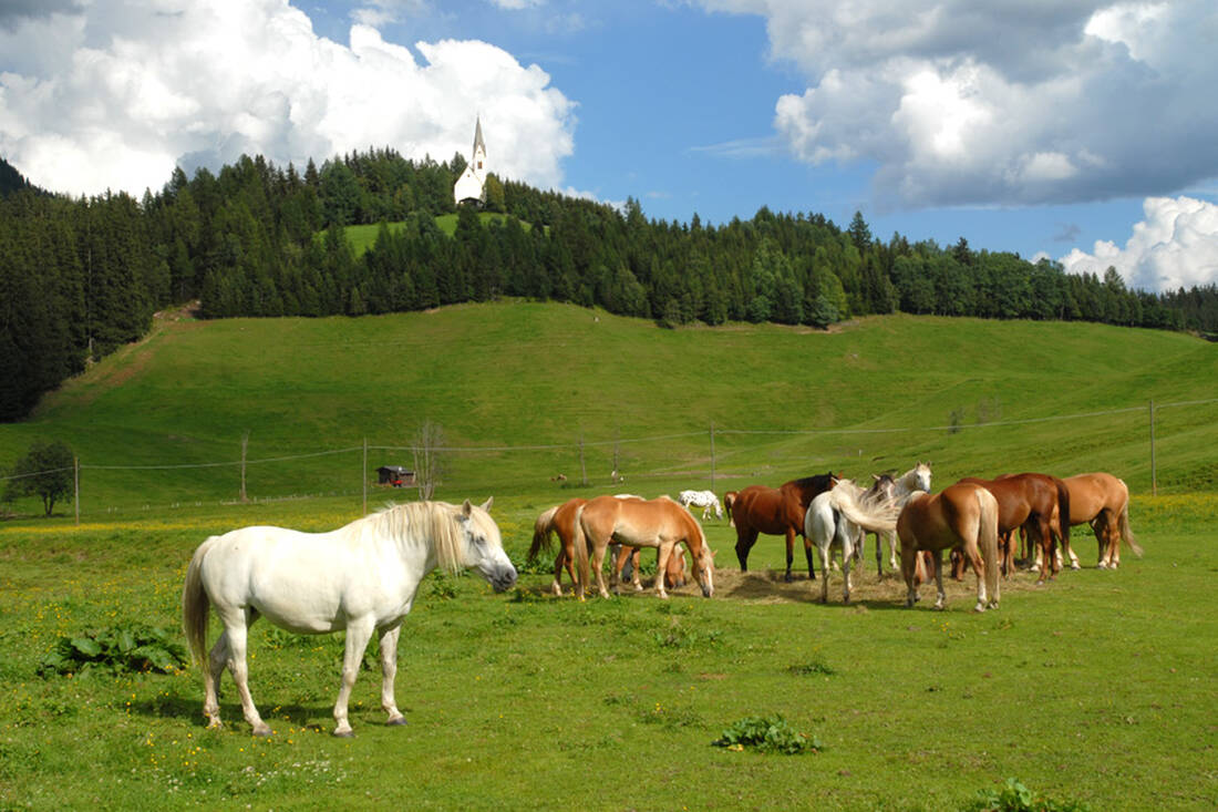 Pferde im Ridnauntal