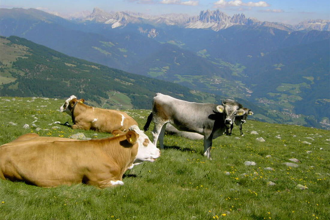 Rinder auf der Alm