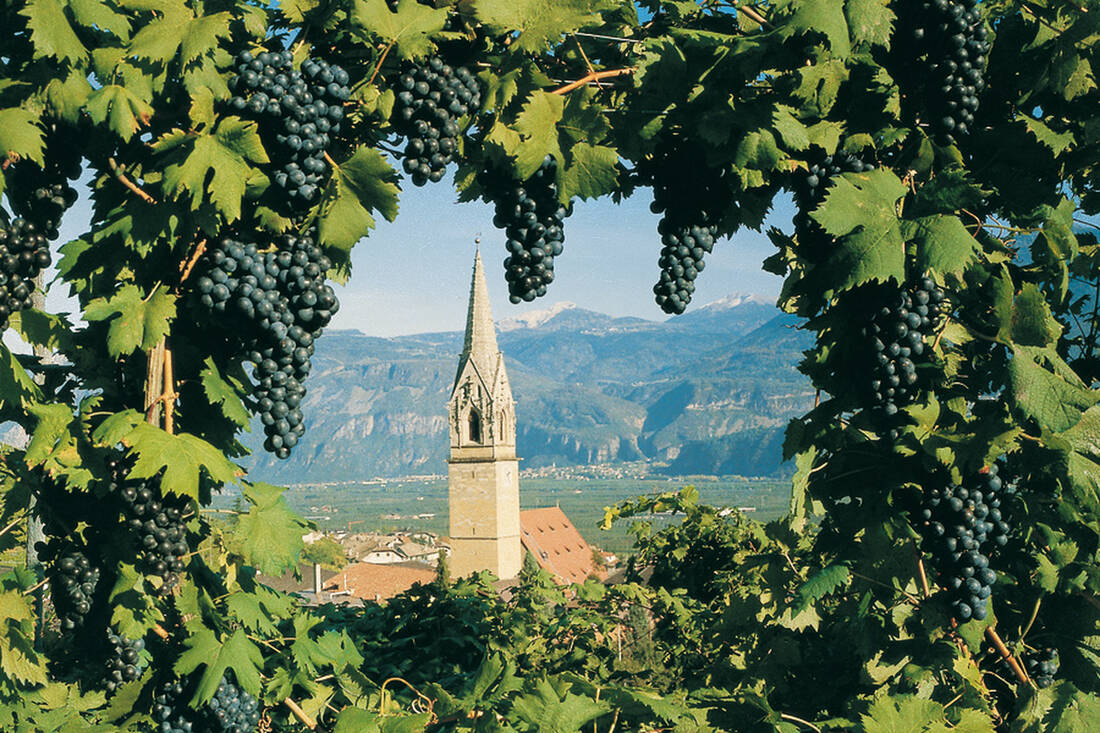 Traminer Kirchturm mit Weintrauben