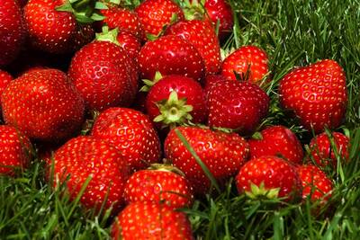 Erdbeeren in Martell in Südtirol